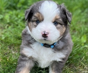 Miniature Australian Shepherd Puppy for Sale in COAL VALLEY, Illinois USA