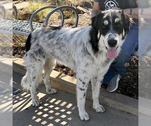 Great Pyrenees-Unknown Mix Dogs for adoption in Santa Cruz, CA, USA