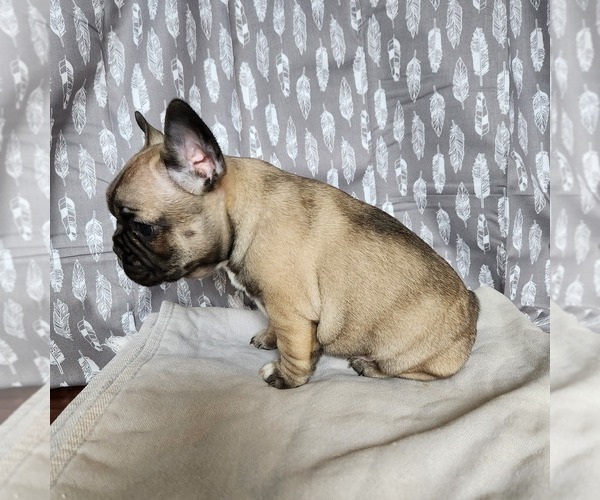 Full screen Photo #2 French Bulldog Puppy For Sale in MORGANTOWN, PA, USA