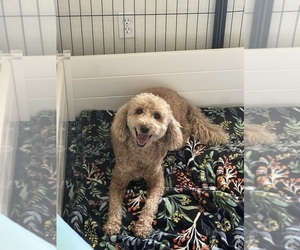 Mother of the Goldendoodle (Miniature) puppies born on 07/28/2025