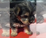 Small #1 Morkie