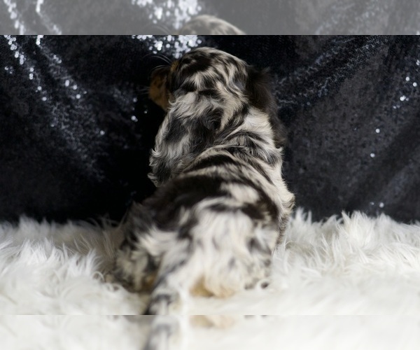 Medium Photo #97 Dachshund Puppy For Sale in WARSAW, IN, USA