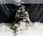 Small #5 Dachshund