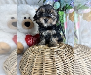 Yorkshire Terrier Puppy for sale in MOUNT CLEMENS, MI, USA