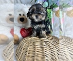 Image preview for Ad Listing. Nickname: Puppy
