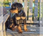 Image preview for Ad Listing. Nickname: Rotties