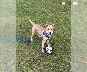 Mutt Dogs for adoption in Boston, MA, USA