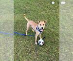 CLYDE - Male Mutt Dog for Adoption - Small photo