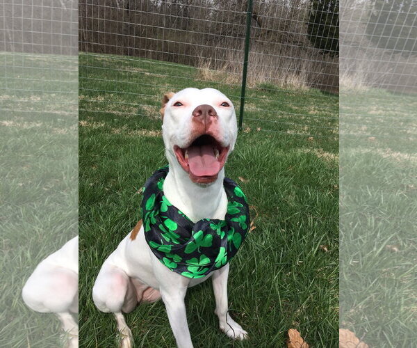 Medium Photo #6 American Pit Bull Terrier-Unknown Mix Puppy For Sale in Germantown, OH, USA