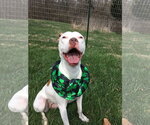 Small #5 American Pit Bull Terrier Mix