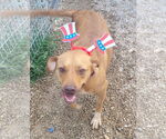 Small #14 Labrador Retriever-Red Heeler Mix