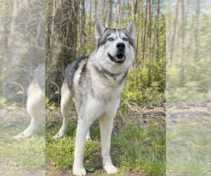 Siberian Husky Dogs for adoption in Clarkesville, GA, USA