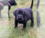 Small Photo #10 Labrador Retriever Puppy For Sale in GLADSTONE, VA, USA