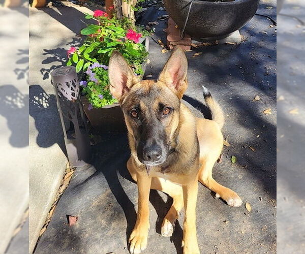 Medium Photo #4 Mutt Puppy For Sale in Imlay City, MI, USA