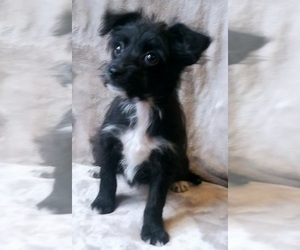 Poodle (Toy)-Yorkshire Terrier Mix Puppy for Sale in BURLINGTON, Massachusetts USA