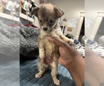 Small #1 Chiranian