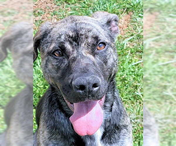 Medium Photo #2 Shepradors Puppy For Sale in Rutherfordton, NC, USA