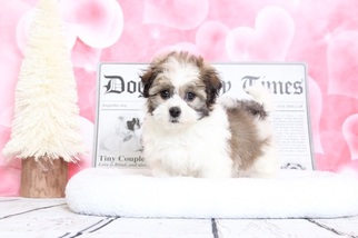 Havanese Puppy for sale in BEL AIR, MD, USA