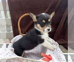 Small #1 Pembroke Welsh Corgi