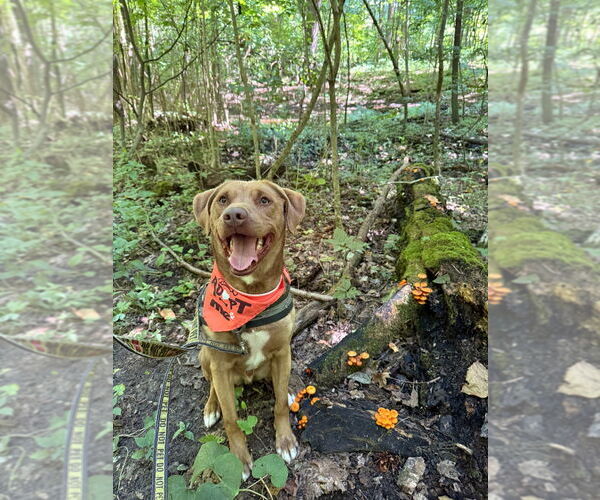 Medium Photo #6 Labrador Retriever-Unknown Mix Puppy For Sale in South Bend, IN, USA