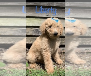 Poodle (Standard) Puppy for Sale in SARDINIA, Ohio USA