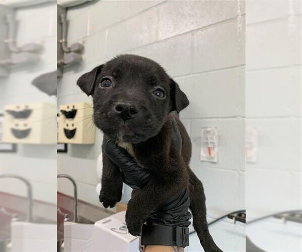 Medium Photo #1 Labrador Retriever Puppy For Sale in Corpus Christi, TX, USA