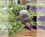 Small #4 Faux Frenchbo Bulldog