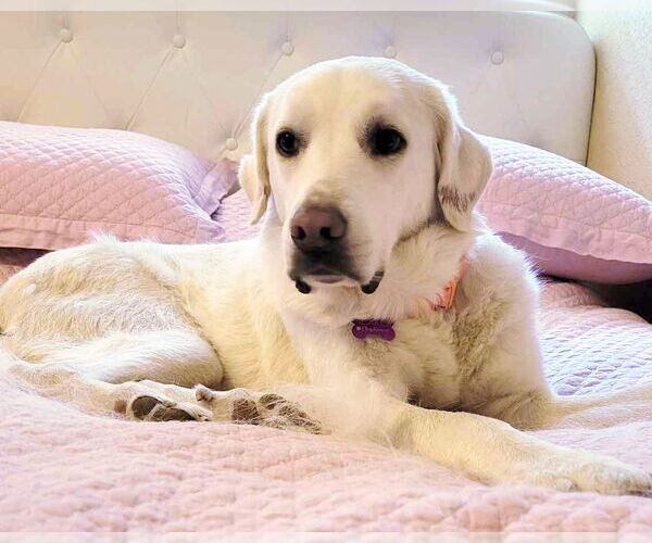 Medium Photo #2 Anatolian Pyrenees Puppy For Sale in Corona, CA, USA