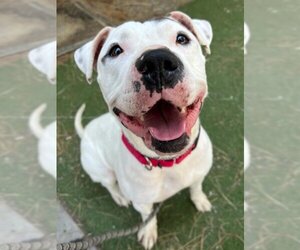 Dogo Argentino-Unknown Mix Dogs for adoption in Woodland, CA, USA
