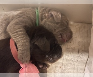 Newfoundland Puppy for sale in MARTINSBURG, WV, USA
