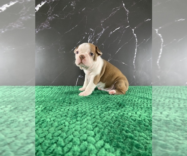 Medium Photo #23 Boston Terrier Puppy For Sale in TULARE, CA, USA