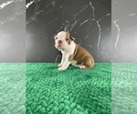 Small Photo #23 Boston Terrier Puppy For Sale in TULARE, CA, USA