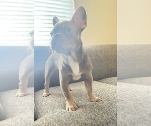 French Bulldog Puppy for sale in SAN FRANCISCO, CA, USA