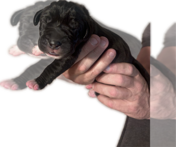 Medium Photo #13 Great Dane Puppy For Sale in WILLIS, TX, USA