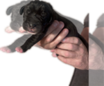 Flo - Female Great Dane Puppy for Sale - Photo #13