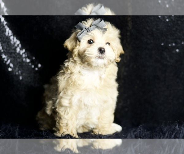 Medium Photo #111 Maltipoo (Miniature) Puppy For Sale in WARSAW, IN, USA