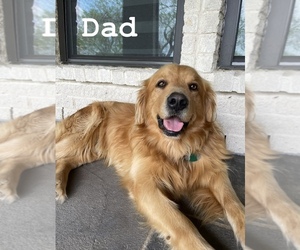 Father of the Golden Retriever puppies born on 02/26/2024