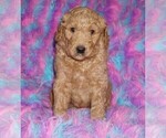 Small #2 Labradoodle mix (+ Poodle Standard)