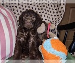 Small Photo #27 Australian Labradoodle Puppy For Sale in W FIELD, NC, USA