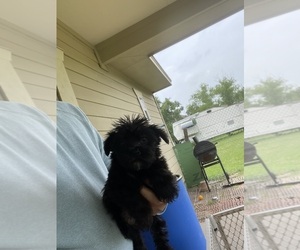 Schnau-Tzu Puppy for Sale in AUSTIN, Texas USA