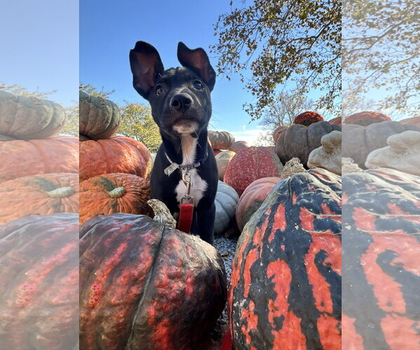 Medium Photo #2 American Pit Bull Terrier-Unknown Mix Puppy For Sale in Germantown, OH, USA