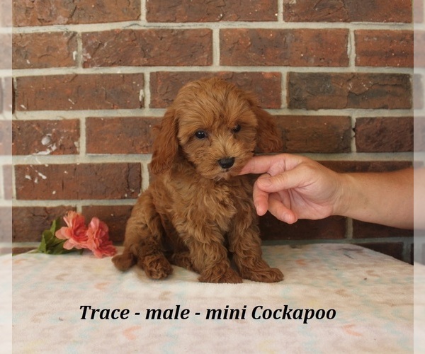 Medium Photo #3 Cockapoo (Miniature) Puppy For Sale in CLARKRANGE, TN, USA