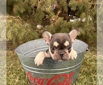 Small #4 French Bulldog