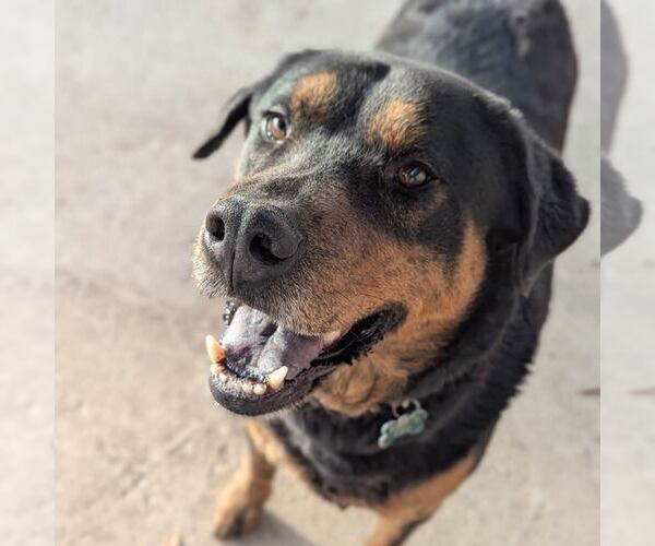 Medium Photo #4 Rottweiler-Unknown Mix Puppy For Sale in Houston, TX, USA