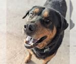 Small #3 Rottweiler Mix