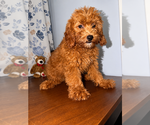 Small #49 Goldendoodle mix (+ Poodle Miniature)
