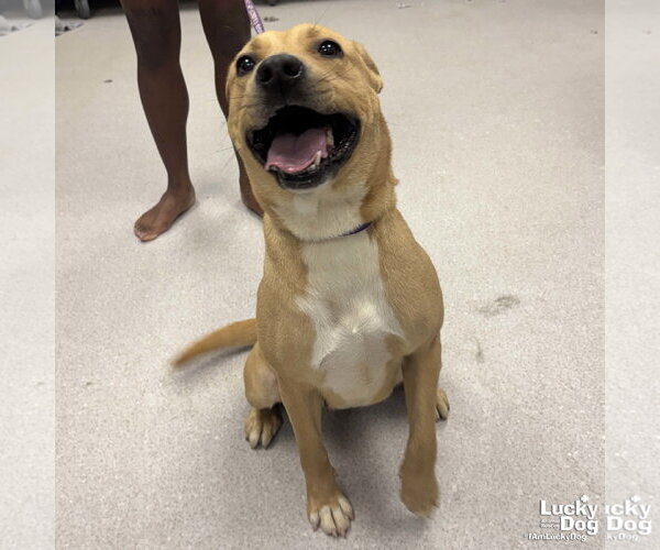 Medium Photo #1 Retriever -Unknown Mix Puppy For Sale in Washington, DC, USA