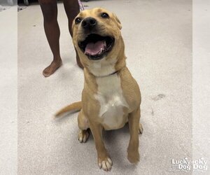 Retriever -Unknown Mix Dogs for adoption in Washington, DC, USA