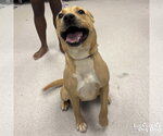 Small Retriever  Mix