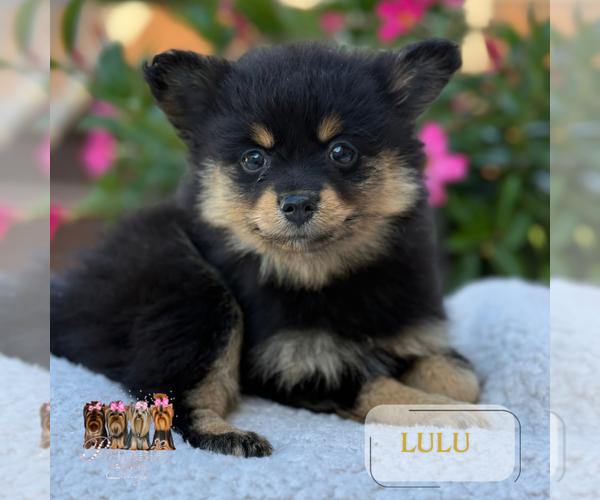 Medium Photo #4 Pomeranian Puppy For Sale in ADDISON, IL, USA